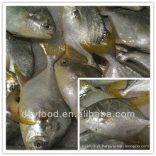 Alta qualidade congelados todo pomfret dourado / pomfret branco